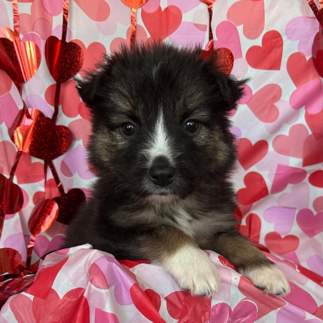 Donkey Kong, a Adoptable Mixed Breed in Jackson, MO image 5/5