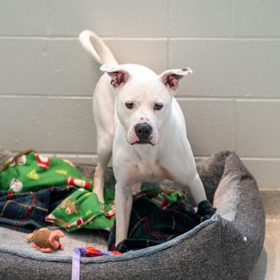 Hollerin, a Adoptable mixed breed in Frankfort, KY image 1/4