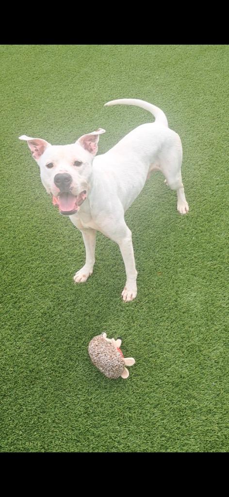 Hollerin, a Adoptable mixed breed in Frankfort, KY image 3/4