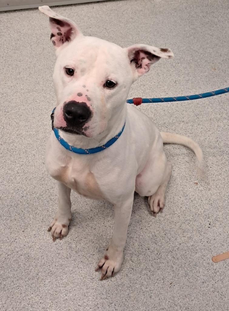 Hollerin, a Adoptable mixed breed in Frankfort, KY image 4/4