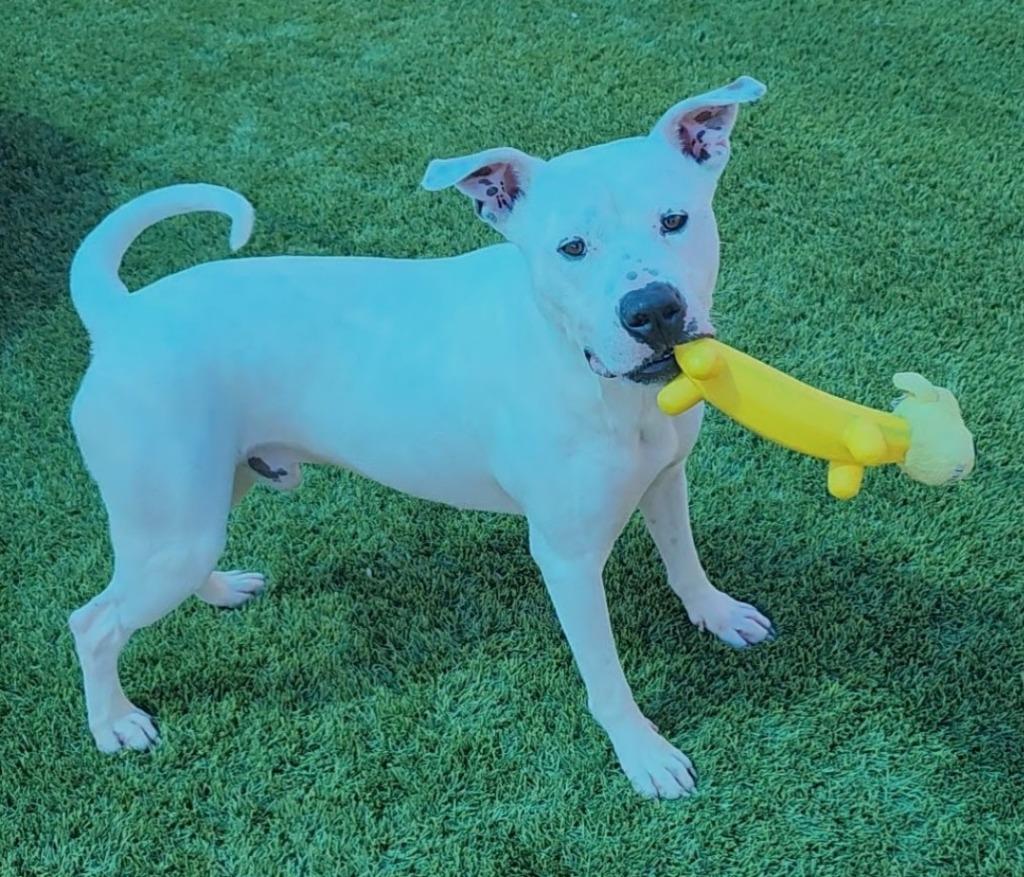 Hollerin, Adoptable, Adult Male Pit Bull Terrier & Mixed Breed.