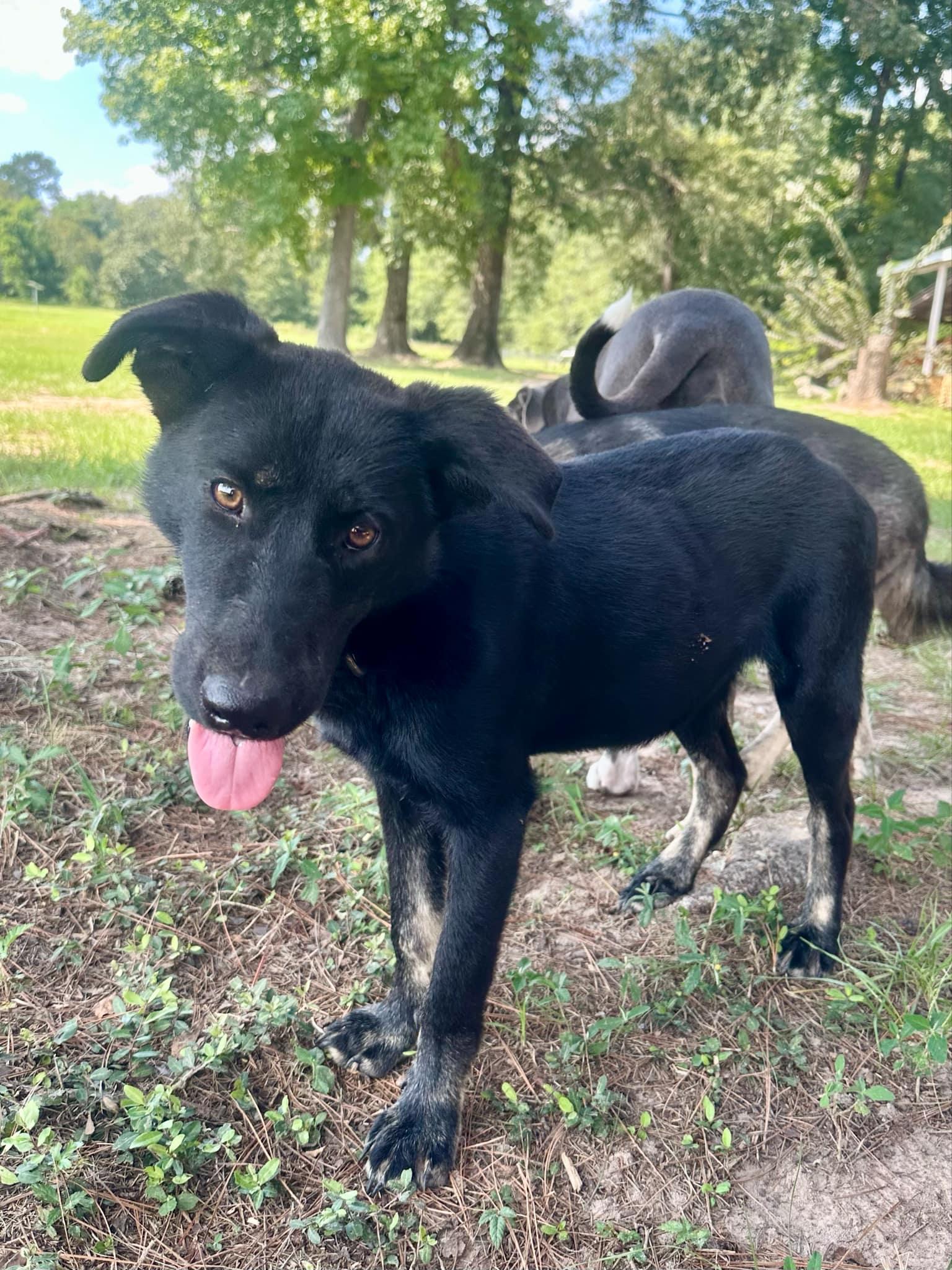 Mr Brown the miniature shepherd mix