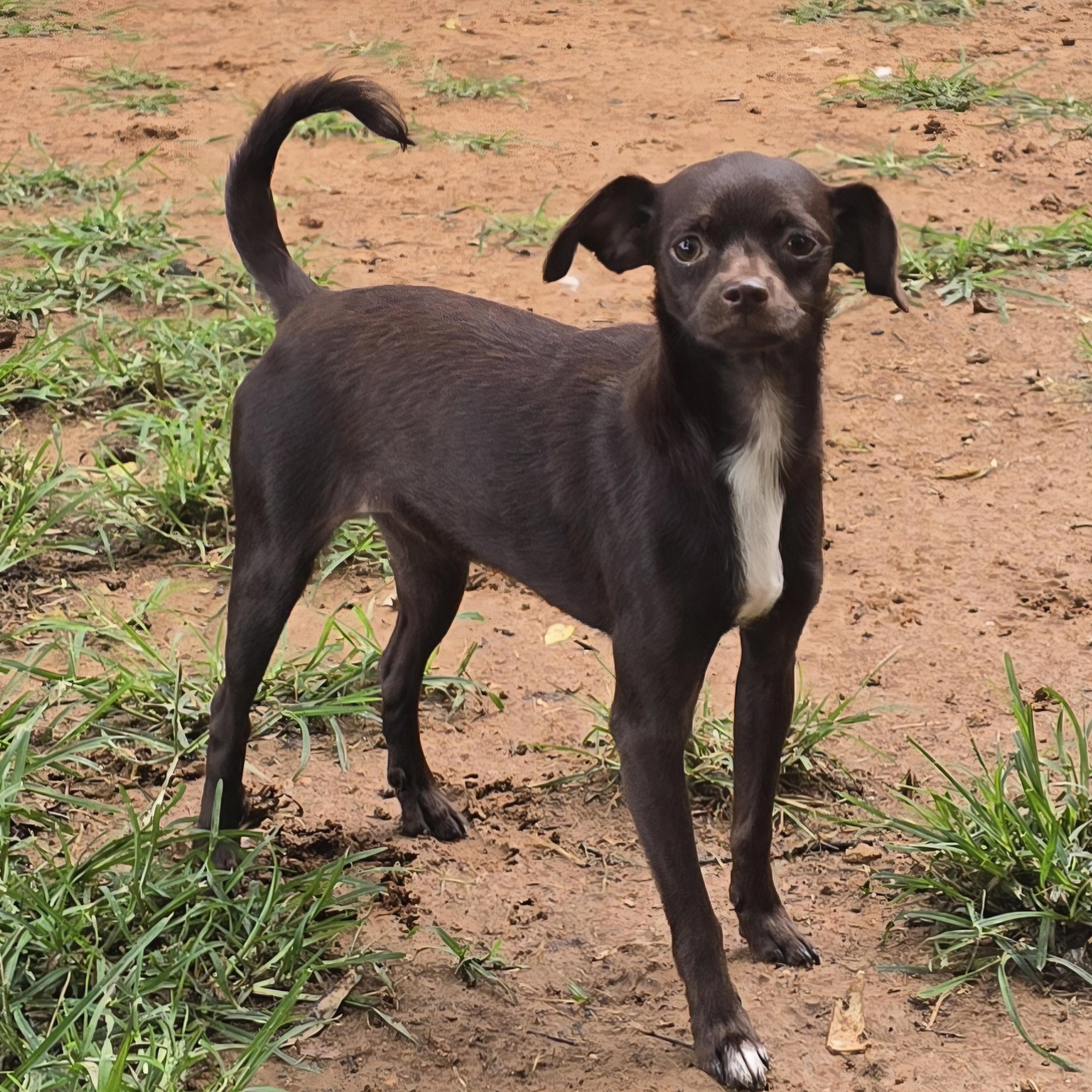 Enlarge Trixie, an adopted mixed breed in Athens, AL image 3/6