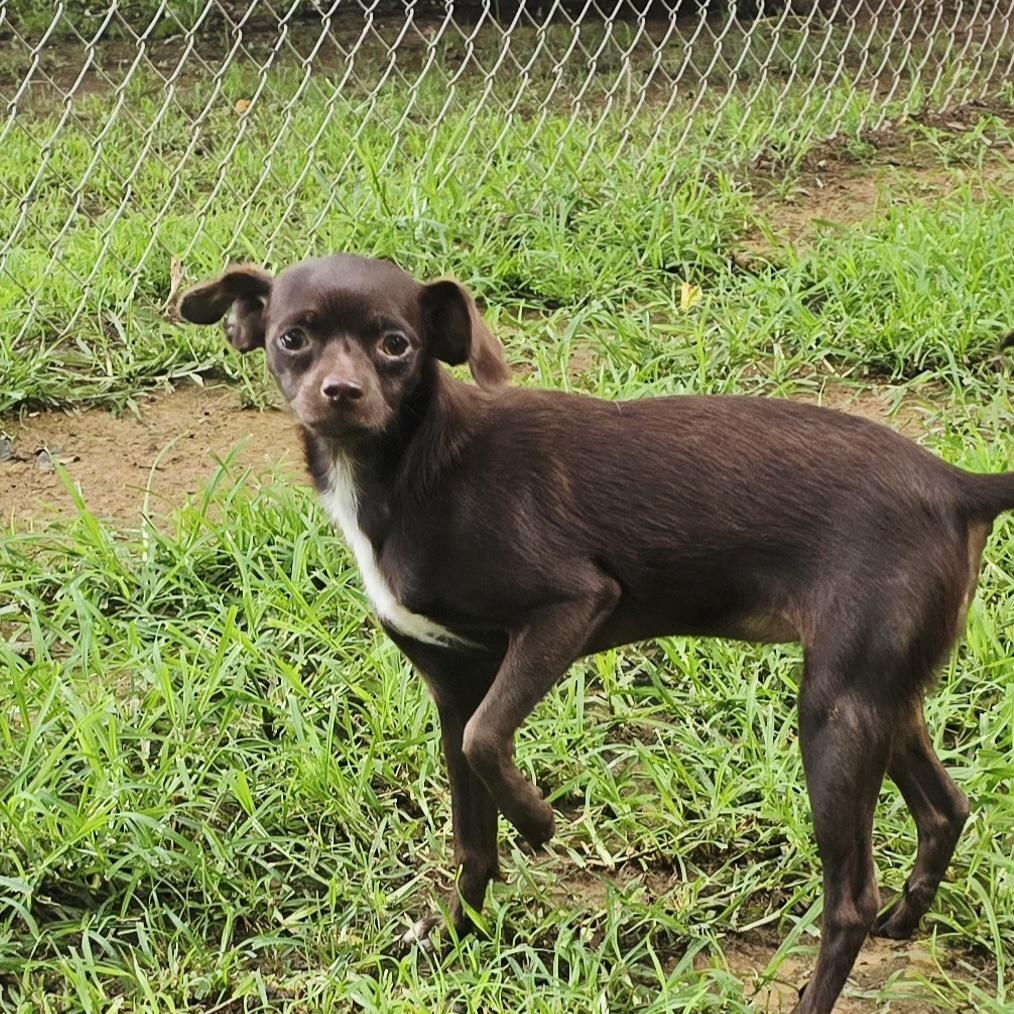 Enlarge Trixie, an adopted mixed breed in Athens, AL image 4/6