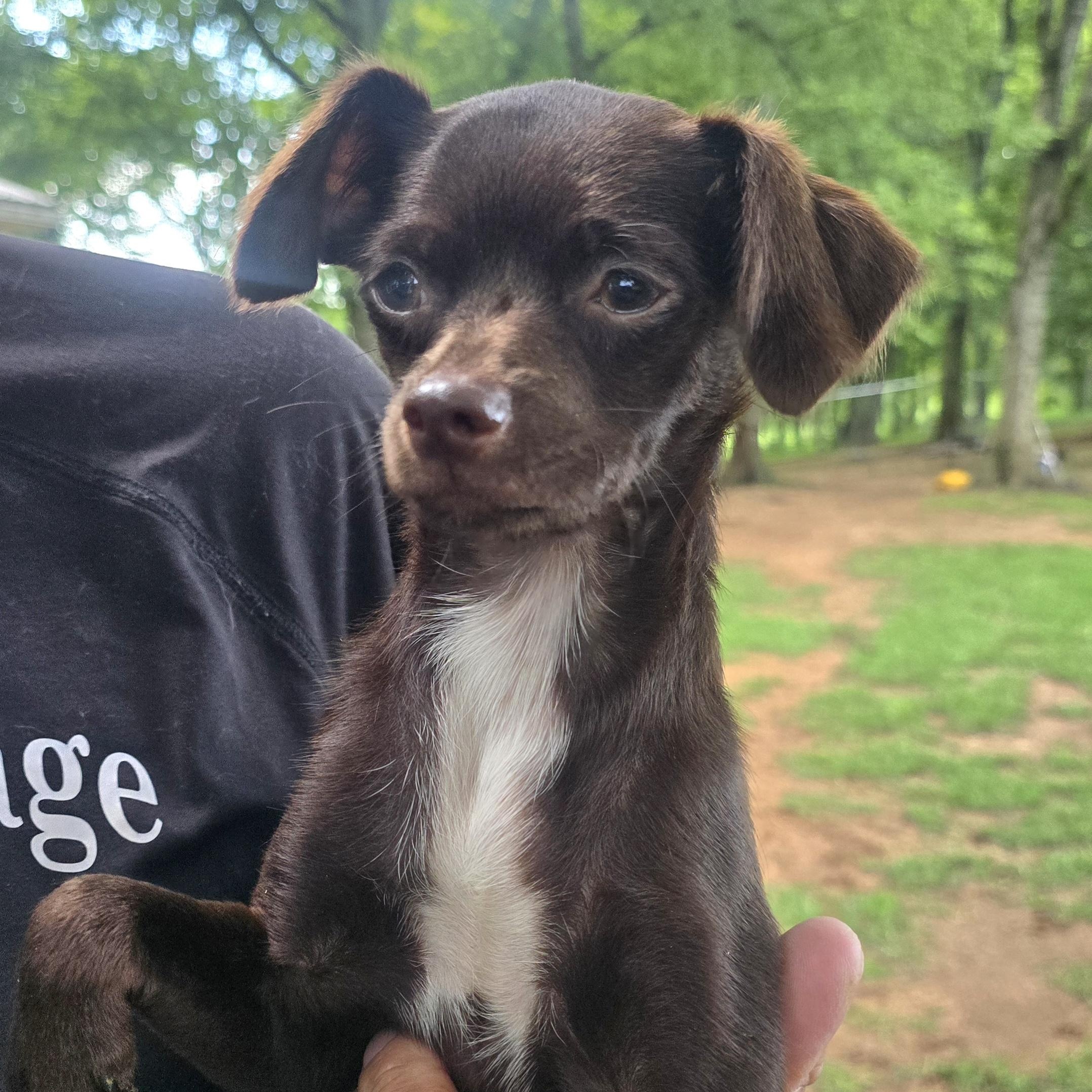 Enlarge Trixie, an adopted mixed breed in Athens, AL image 5/6