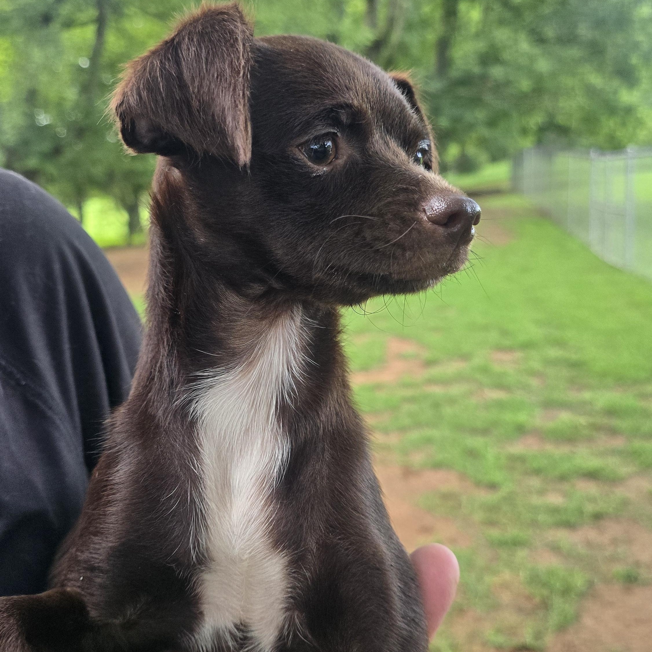 Enlarge Trixie, an adopted mixed breed in Athens, AL image 6/6