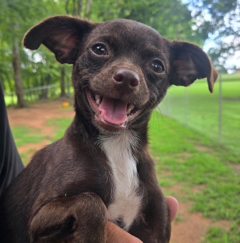 Trixie, adopted, Young Female Miniature Poodle & Chihuahua.