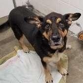 MOSES, Adoptable, Adult Male German Shepherd Dog.