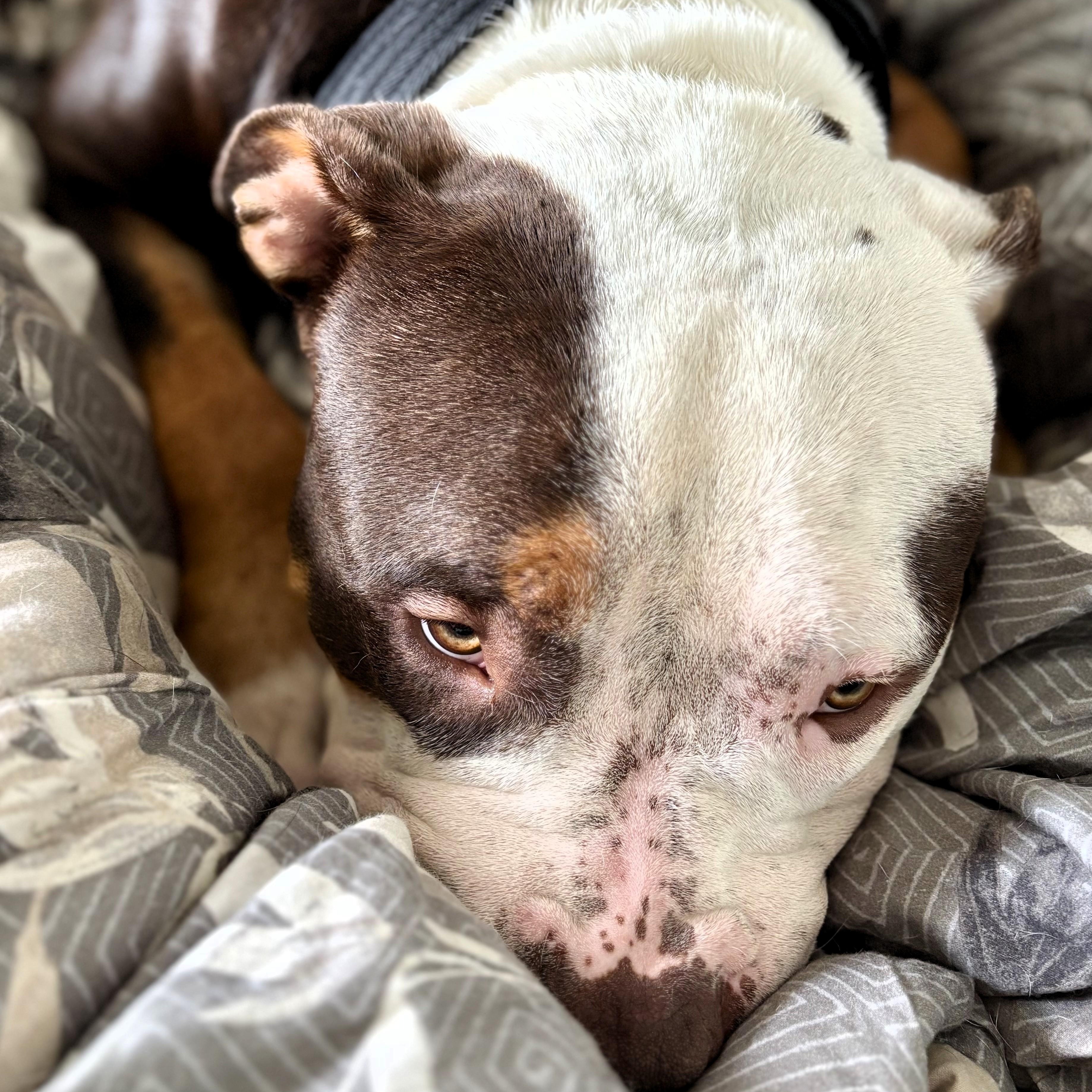 Enlarge Teddy, a Adoptable American Bully in Prospect, CT image 3/3