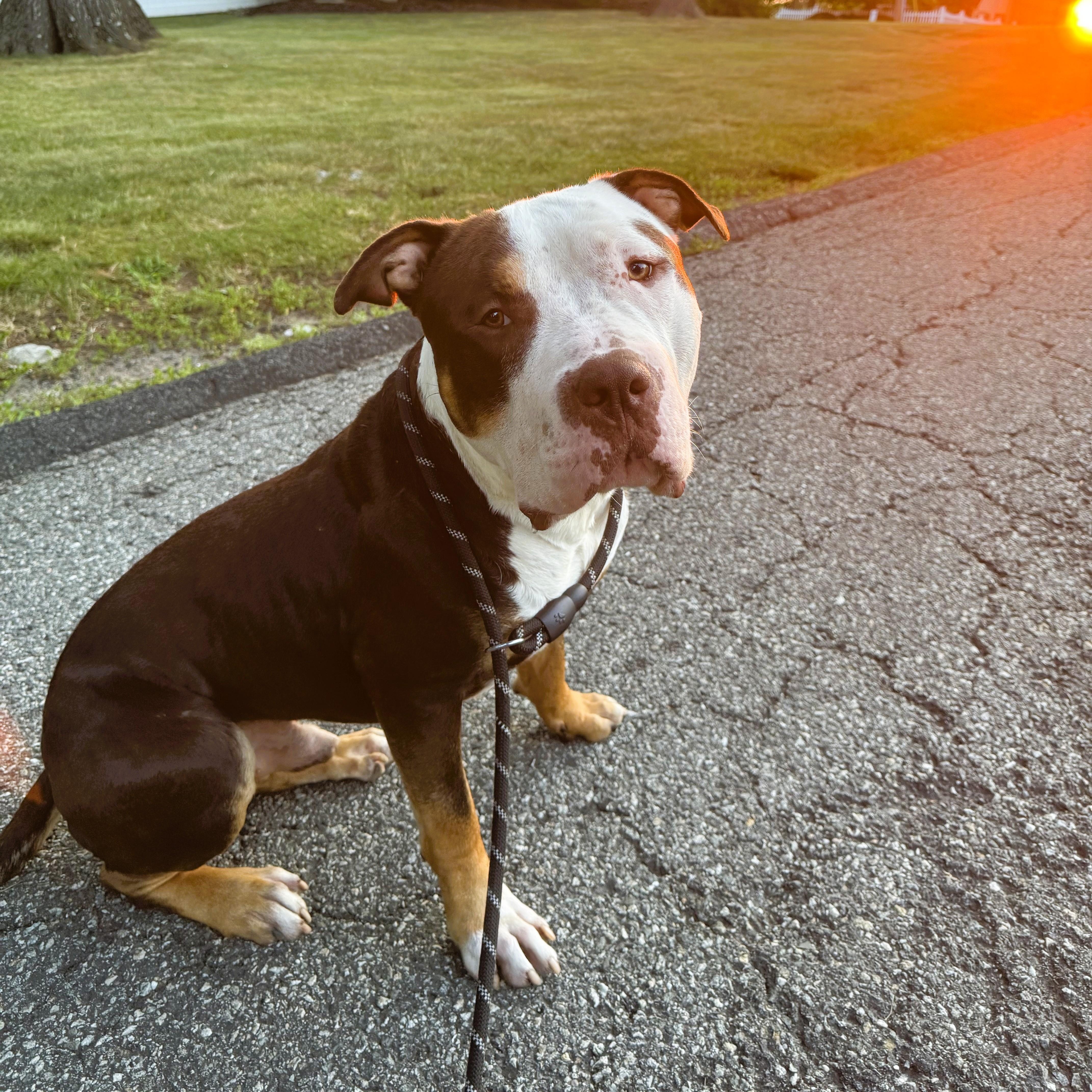 Teddy, Adoptable, Adult Male American Bully.