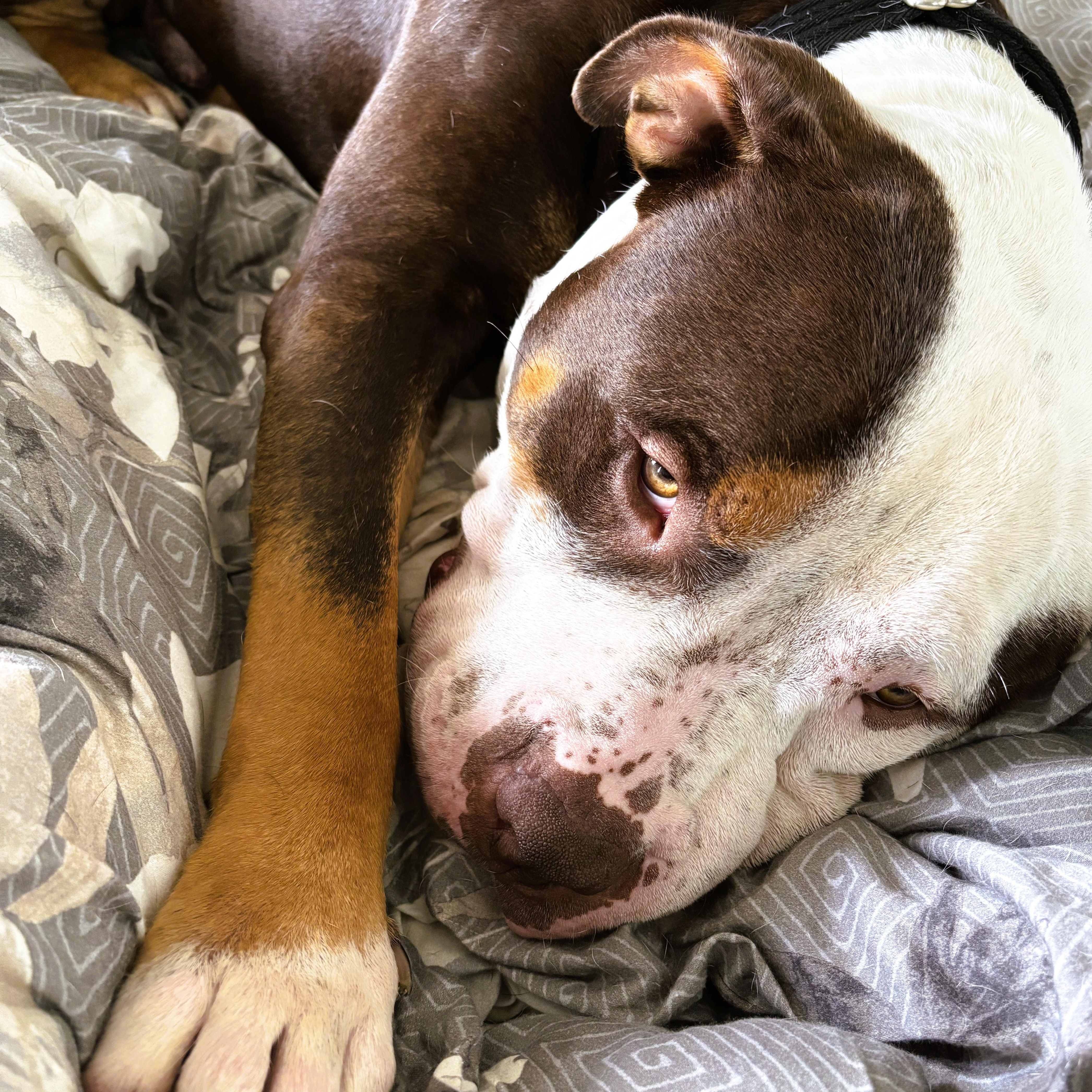 Enlarge Teddy, a Adoptable American Bully in Prospect, CT image 2/3