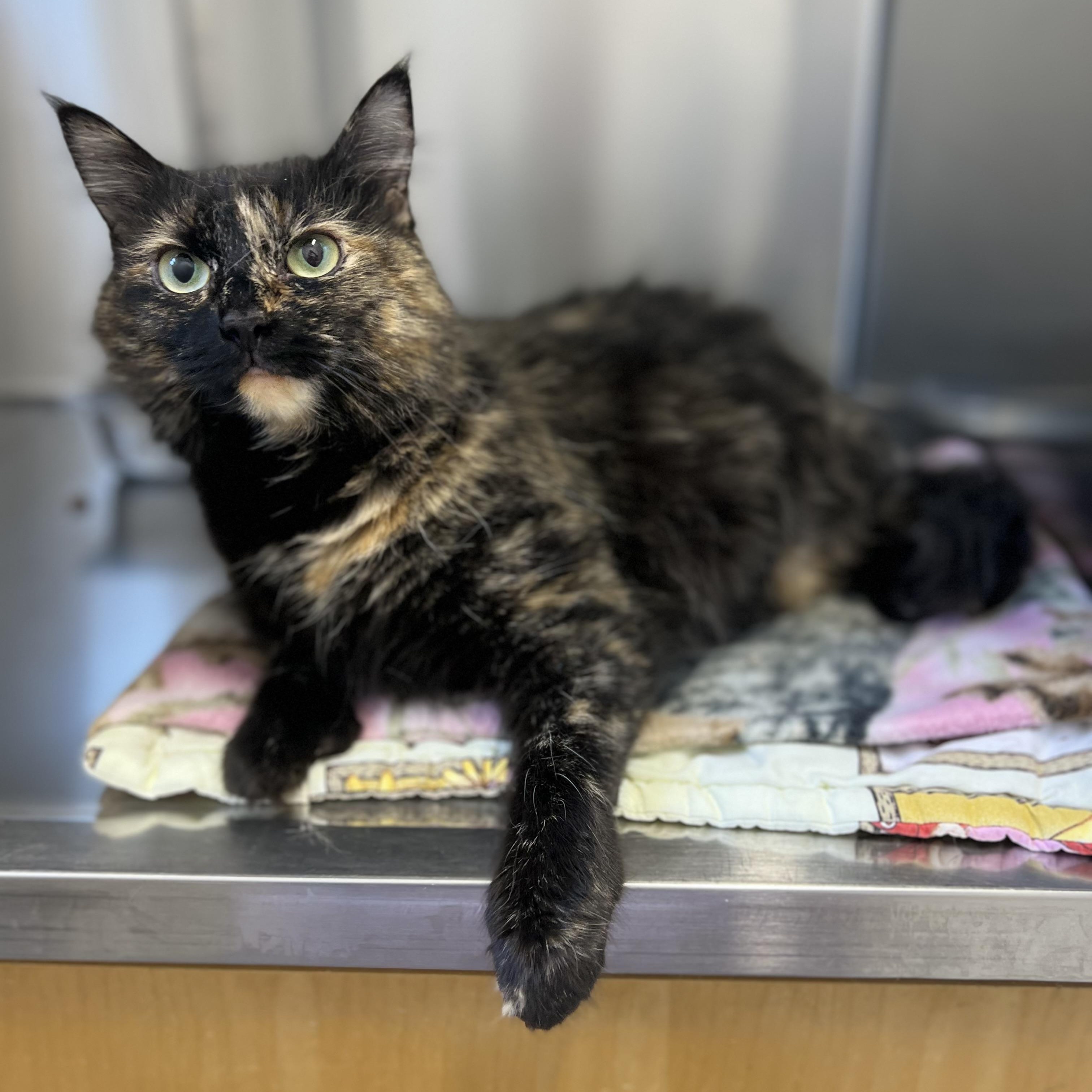 Jasmine, adoptable, Adult Female Domestic Medium Hair.
