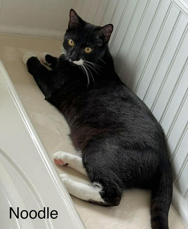 Noodle, Adoptable, Young Male Tuxedo.