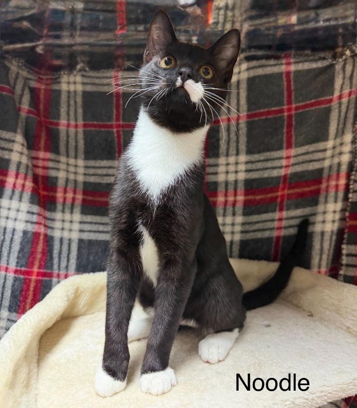 Noodle, Adoptable, Young Male Tuxedo.