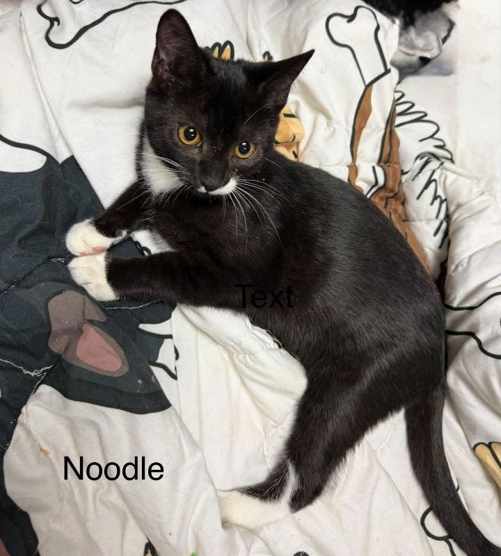 Enlarge Noodle, a Adoptable Tuxedo in Knoxville, TN image 2/3