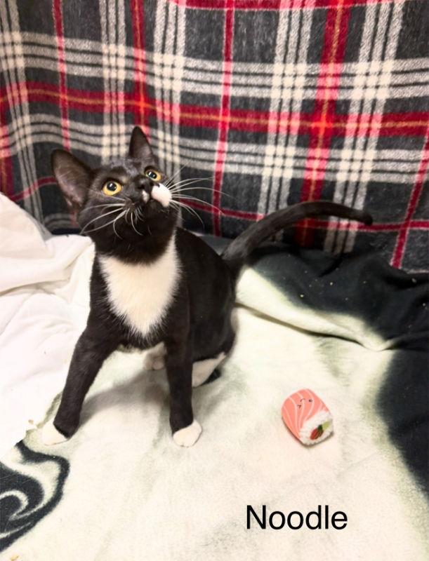 Enlarge Noodle, a Adoptable Tuxedo in Knoxville, TN image 3/3