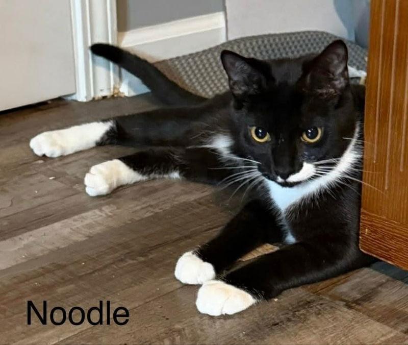 Enlarge Noodle, a Adoptable Tuxedo in Knoxville, TN image 3/3