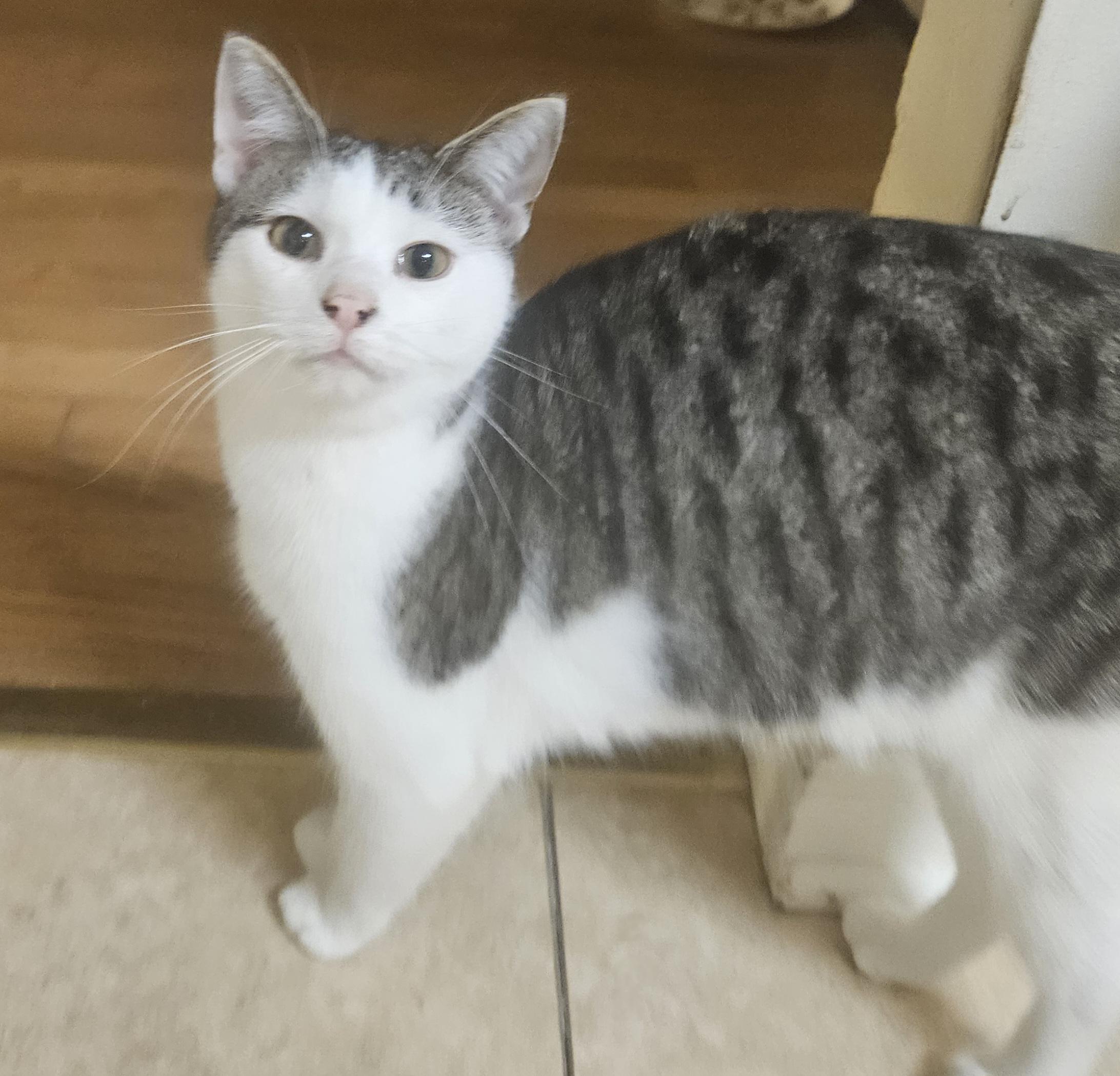 Enlarge CAT BENATAR, a Adoptable Domestic Short Hair in Chicago Ridge, IL image 1/2