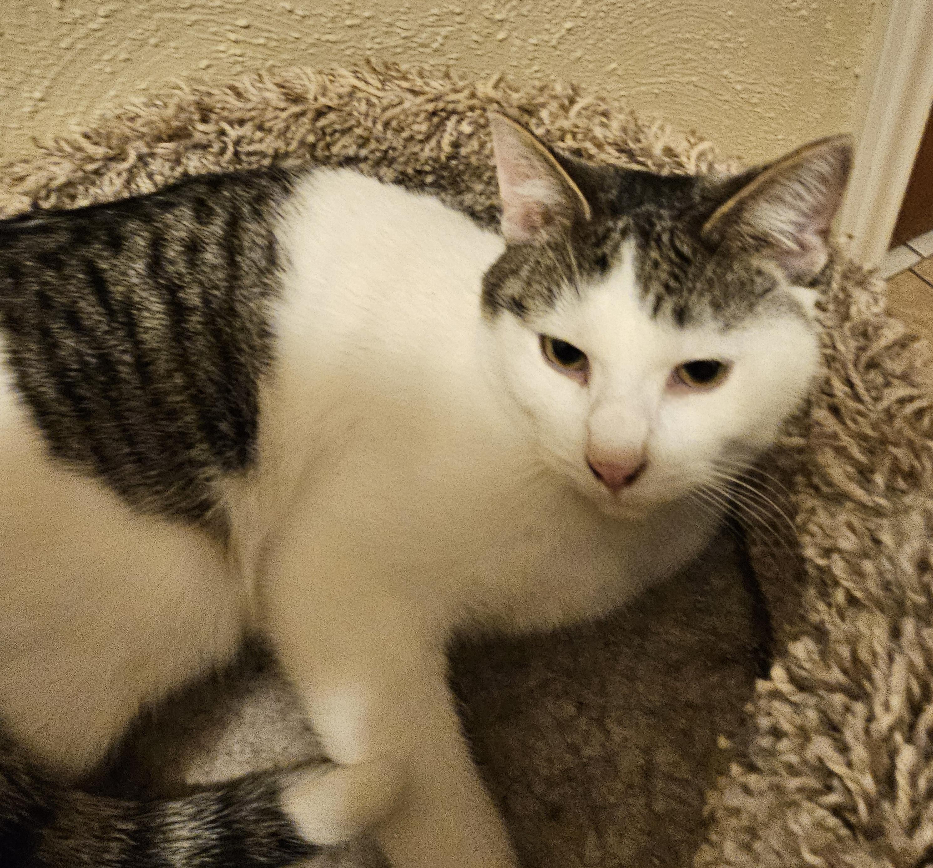 Enlarge CAT BENATAR, a Adoptable Domestic Short Hair in Chicago Ridge, IL image 2/2