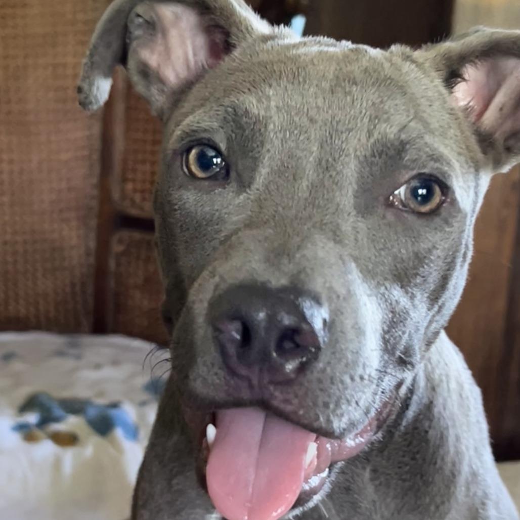 Emmy Grace, Adoptable, Young Female Pit Bull Terrier.