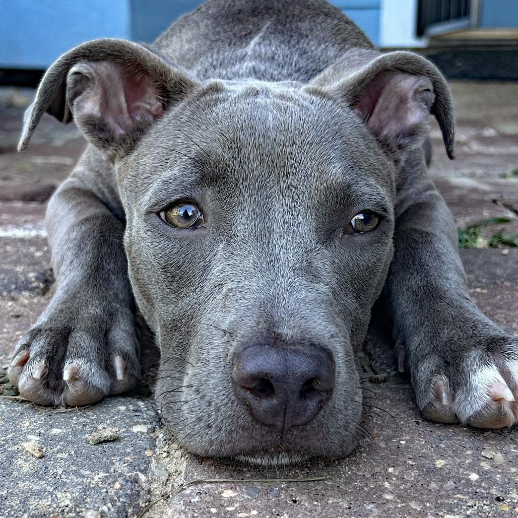 Enlarge Emmy Grace, a Adoptable Pit Bull Terrier in Natchitoches, LA image 2/5