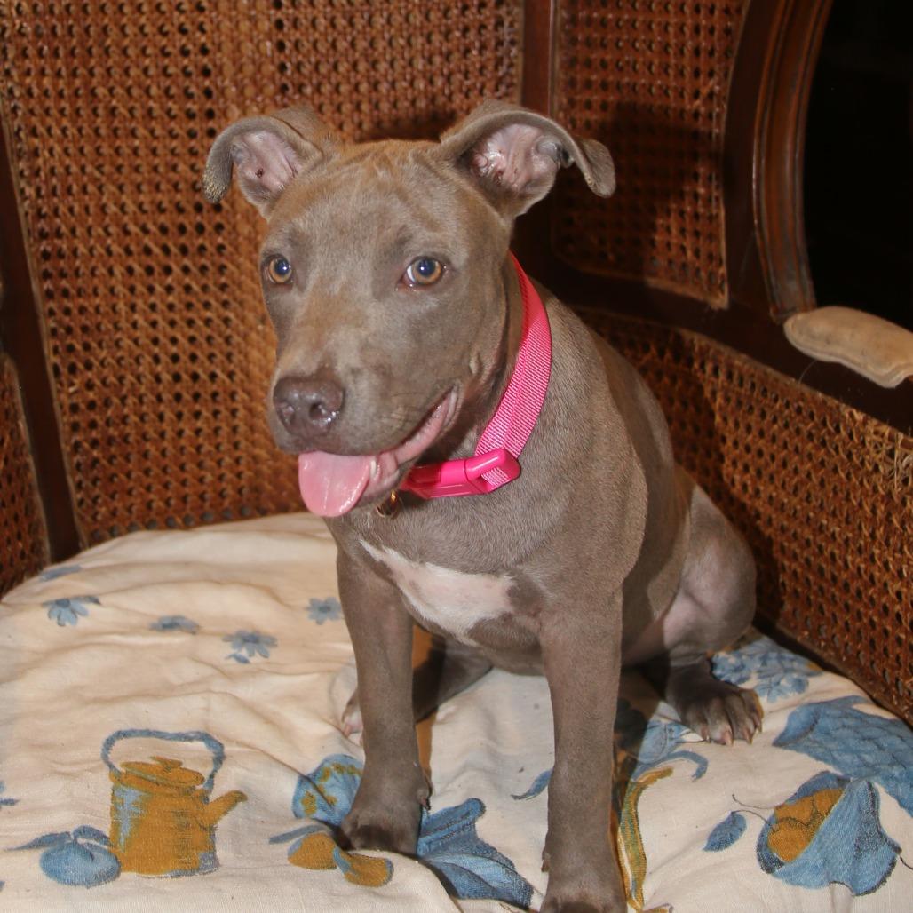Enlarge Emmy Grace, a Adoptable Pit Bull Terrier in Natchitoches, LA image 3/5
