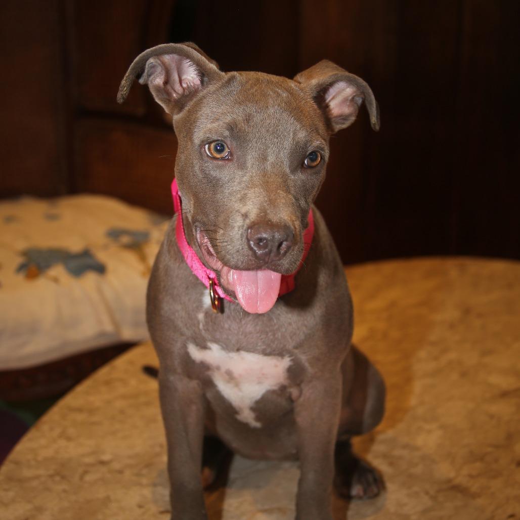 Enlarge Emmy Grace, a Adoptable Pit Bull Terrier in Natchitoches, LA image 4/5