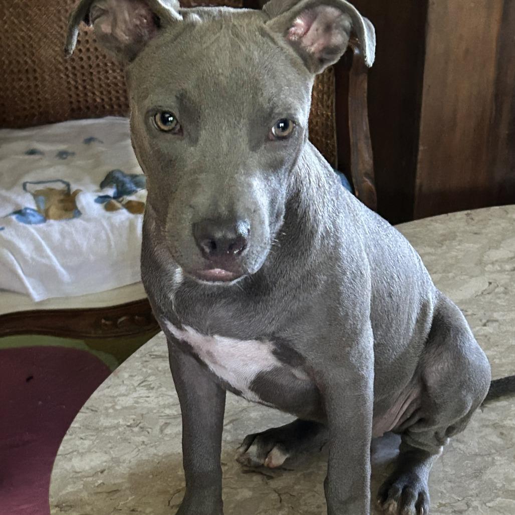 Enlarge Emmy Grace, a Adoptable Pit Bull Terrier in Natchitoches, LA image 5/5