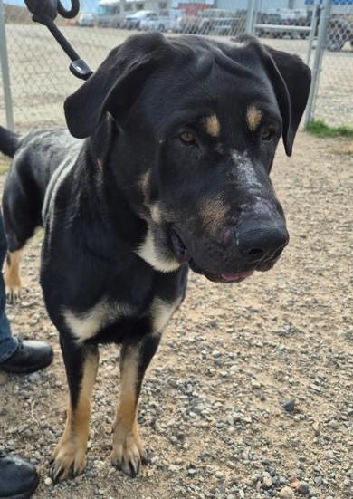 Enlarge Playdoh, a Adoptable mixed breed in Butte, MT image 1/1