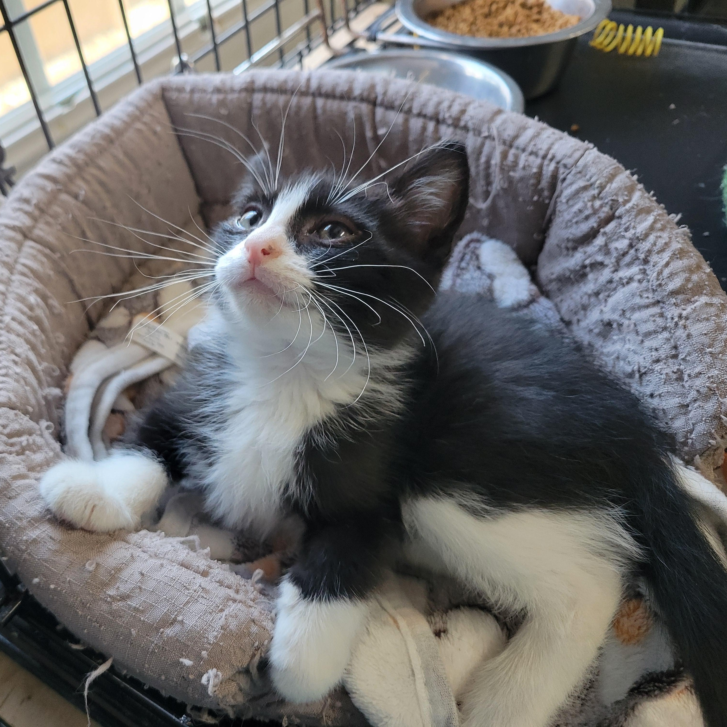 Enlarge Pickleball, a ADOPTABLE American Shorthair in Clarinda, IA image 2/5