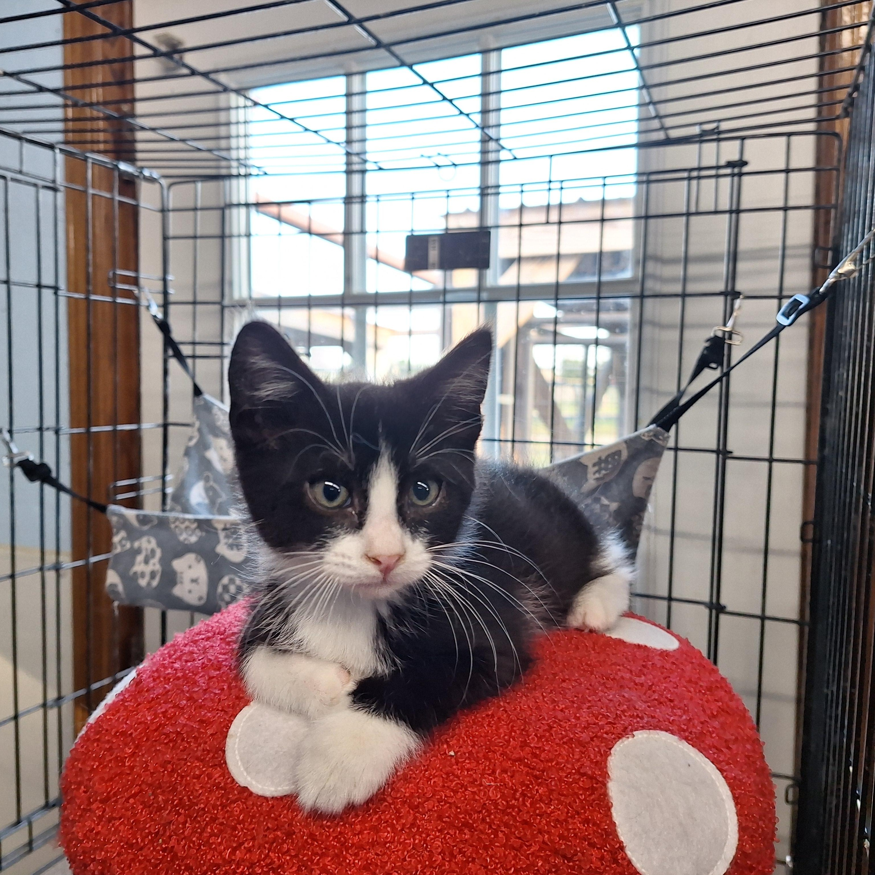 Enlarge Pickleball, a ADOPTABLE American Shorthair in Clarinda, IA image 4/5