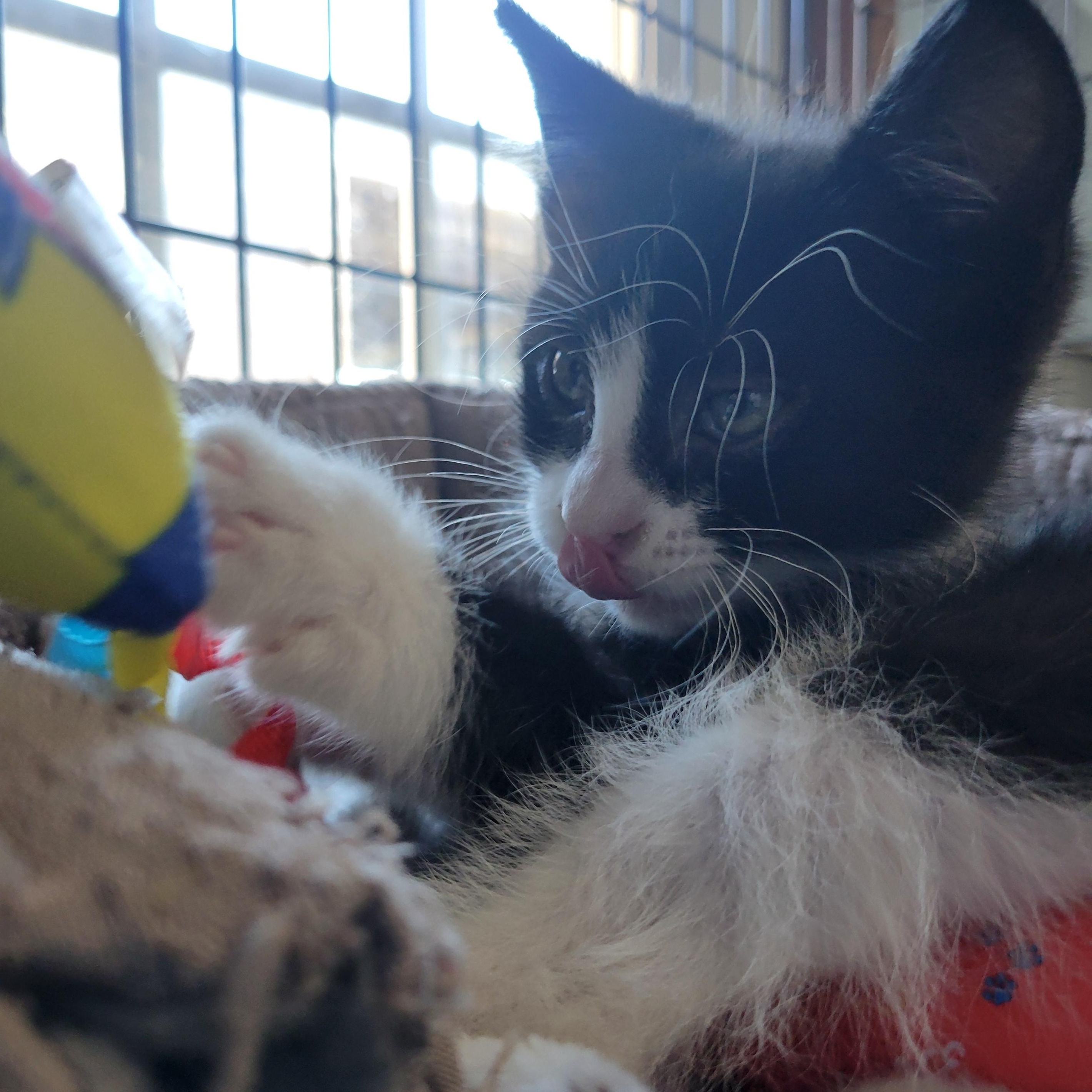 Pickleball, ADOPTABLE, Kitten Male American Shorthair.