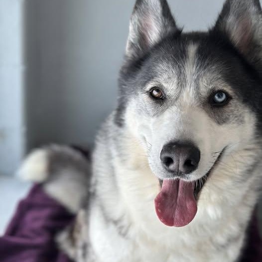 25-00892 STORMY, Adoptable, Adult Male Husky.