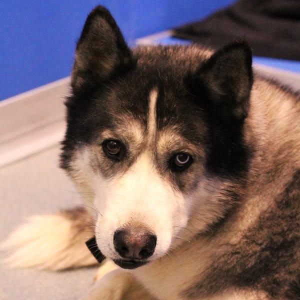 25-00892 STORMY, a Adoptable Husky in Fredericksburg, VA image 3/3