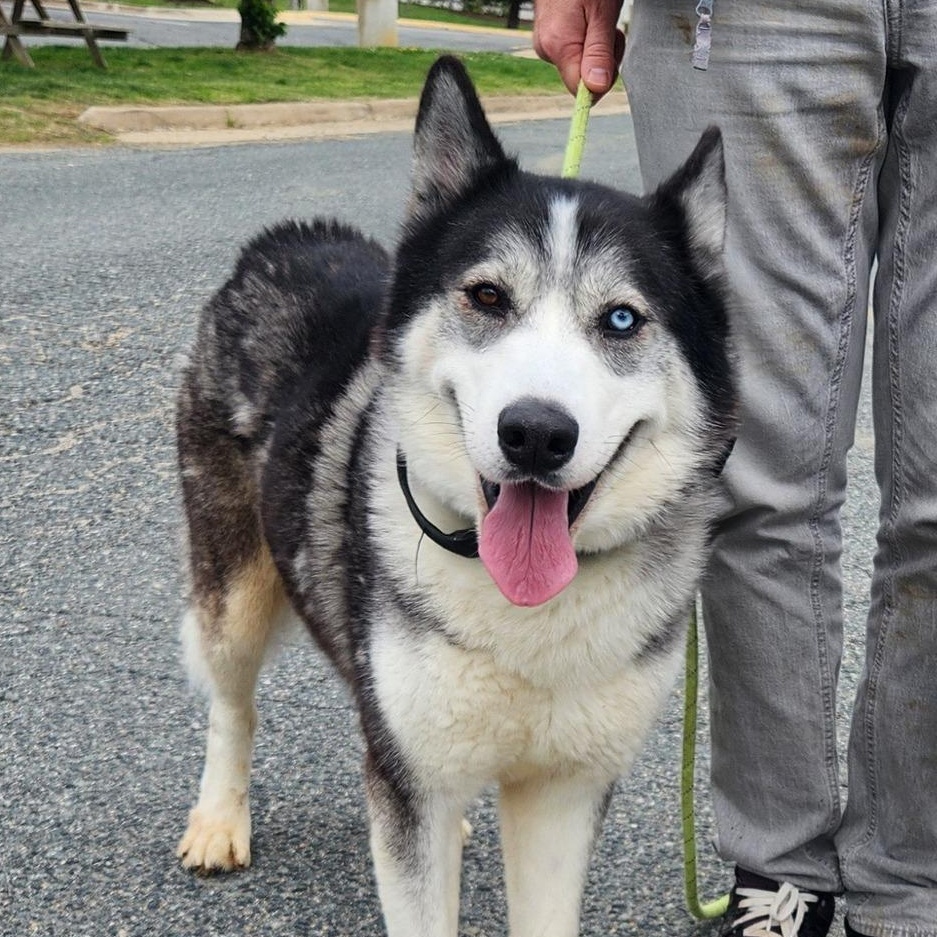 25-00892 STORMY, a Adoptable Husky in Fredericksburg, VA image 2/3
