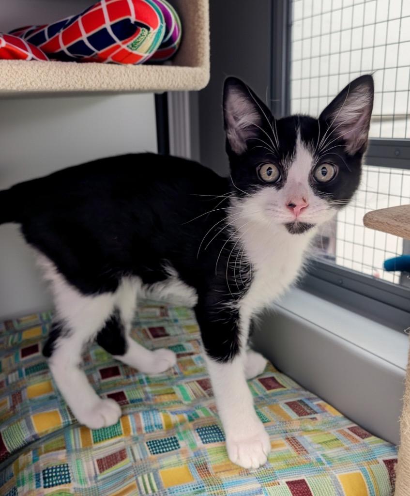 Enlarge Domino, a Adoptable mixed breed in Fort Myers, FL image 2/2