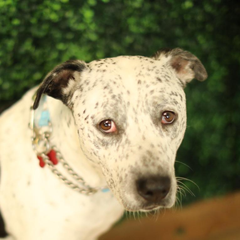 Oreo, Adoptable, Adult Male German Shorthaired Pointer & Shepherd.
