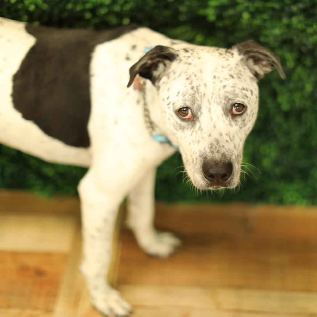 Enlarge Oreo, a Adoptable mixed breed in East Saint Louis, IL image 2/6