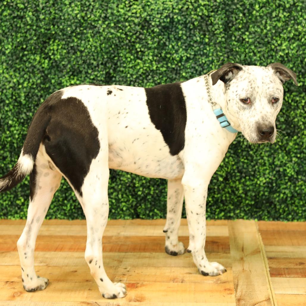 Enlarge Oreo, a Adoptable mixed breed in East Saint Louis, IL image 3/6