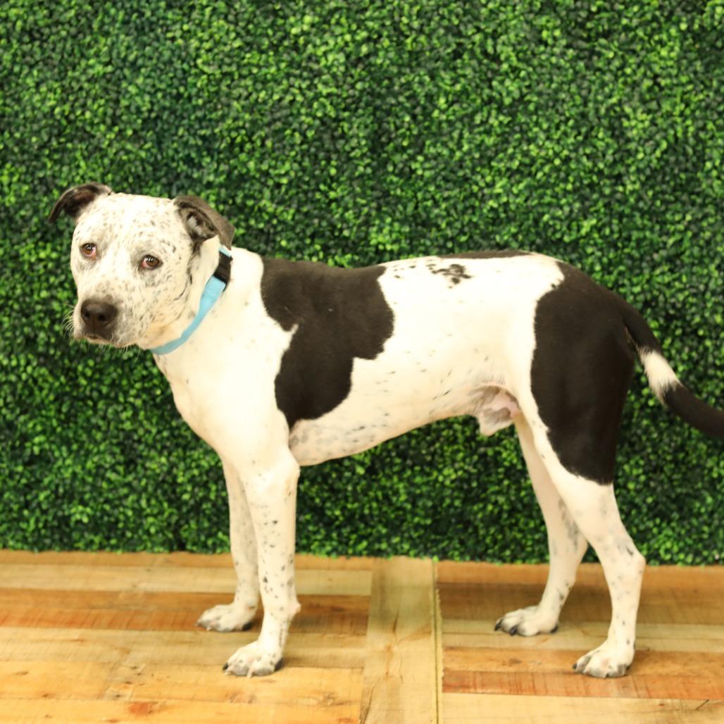 Enlarge Oreo, a Adoptable mixed breed in East Saint Louis, IL image 4/6