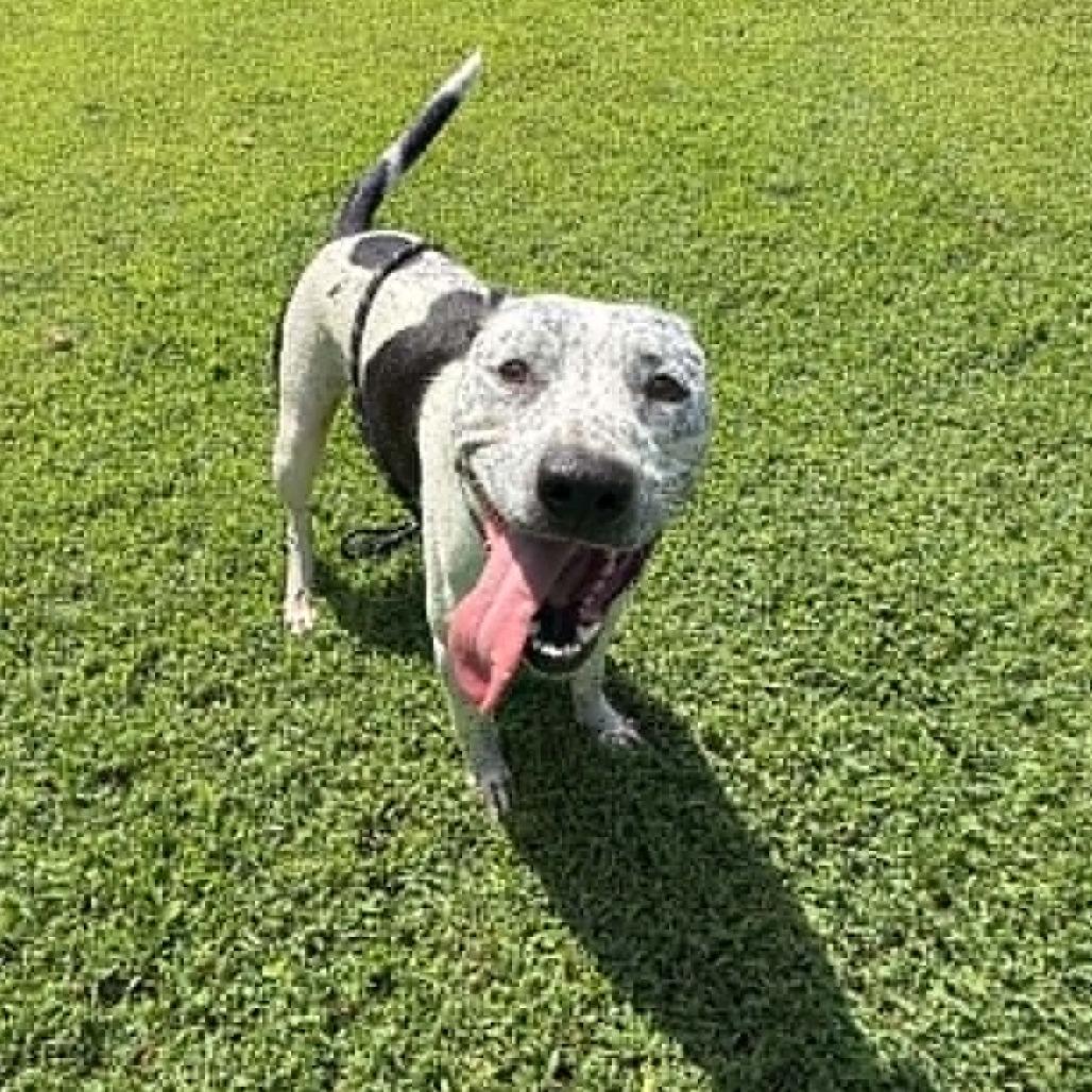 Enlarge Oreo, a Adoptable mixed breed in East Saint Louis, IL image 5/6