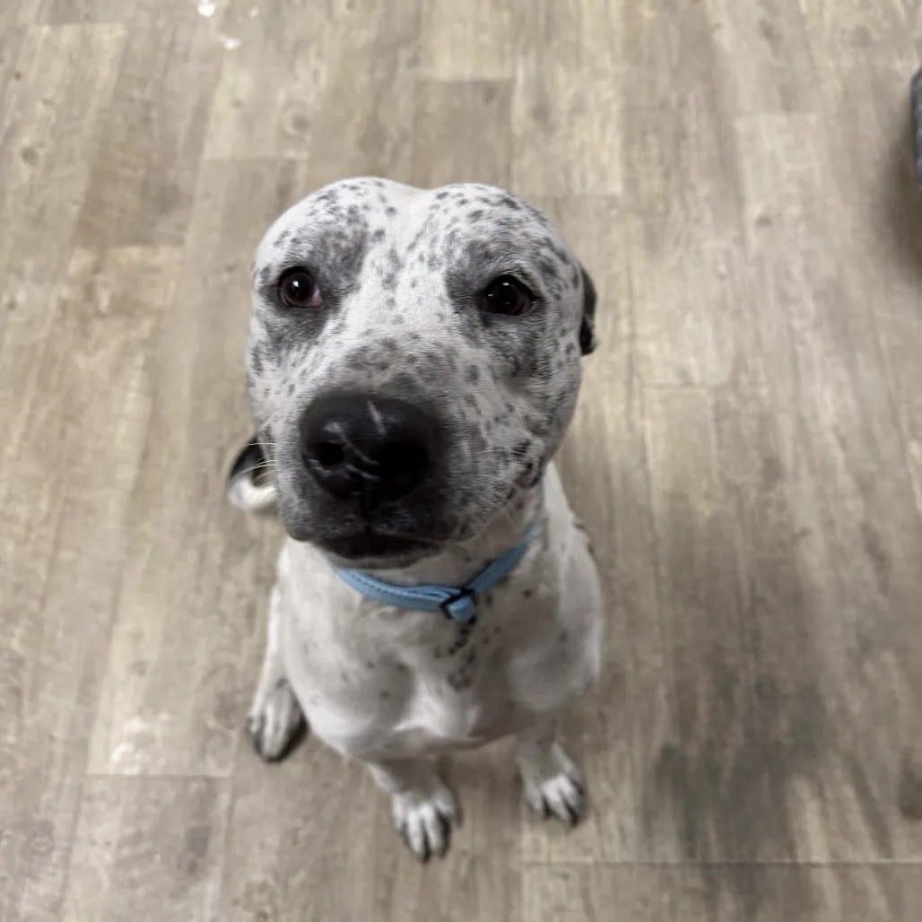 Enlarge Oreo, a Adoptable mixed breed in East Saint Louis, IL image 6/6