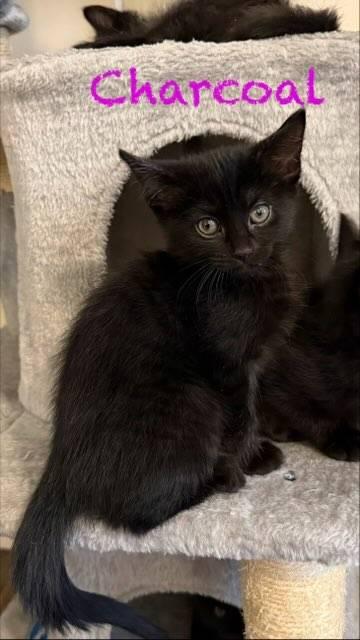 Charcoal and Jet bonded pair in foster care, ADOPTABLE, Kitten Female Domestic Short Hair.