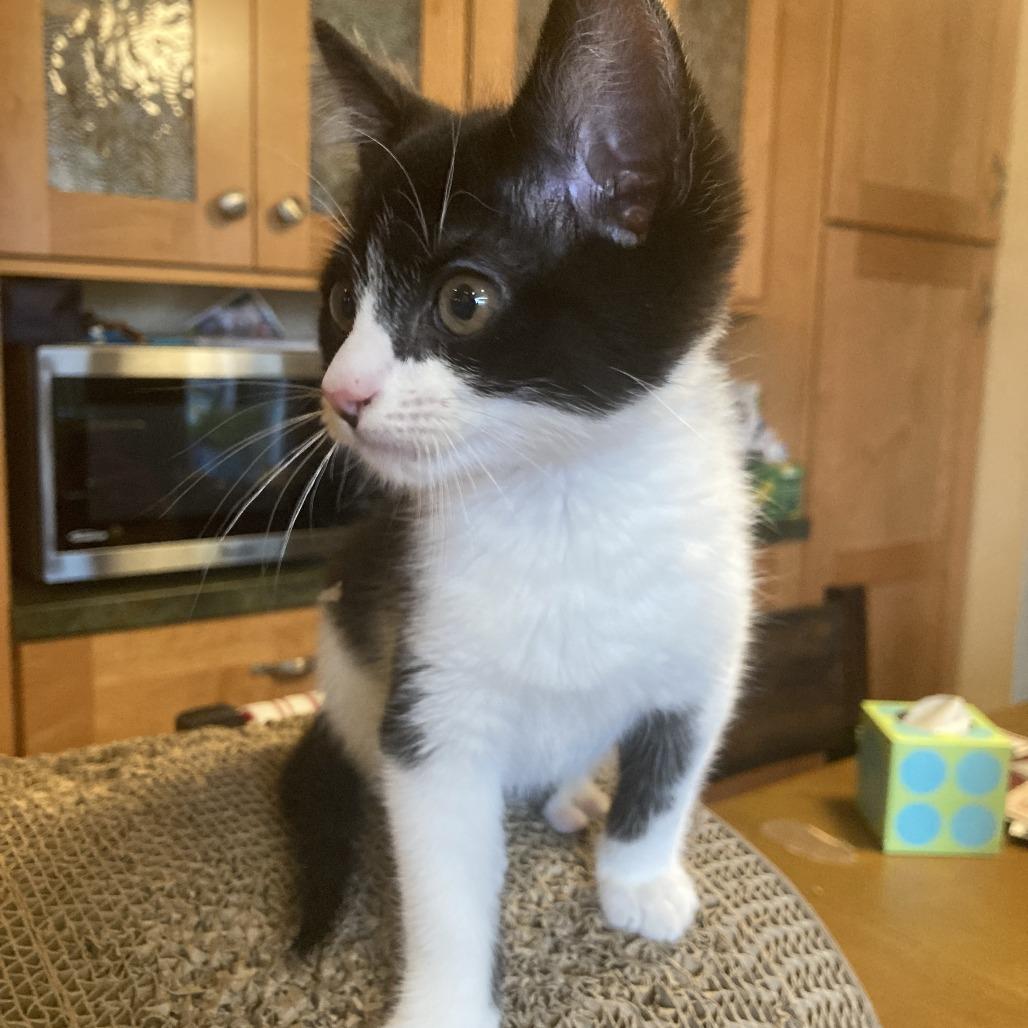 Mick, Adoptable, Kitten Male Domestic Medium Hair.