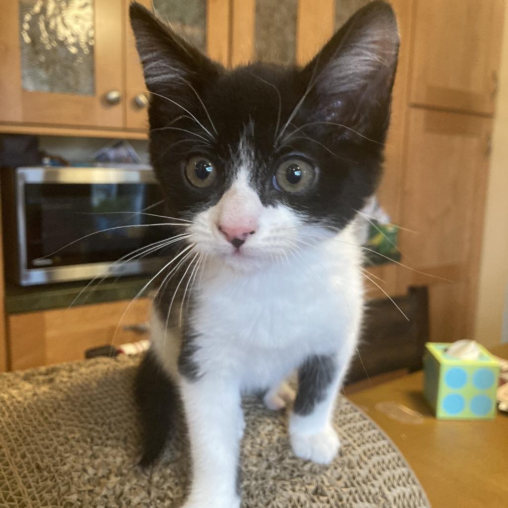 Enlarge Mick, a Adoptable Domestic Medium Hair in Santa Rosa, CA image 2/3