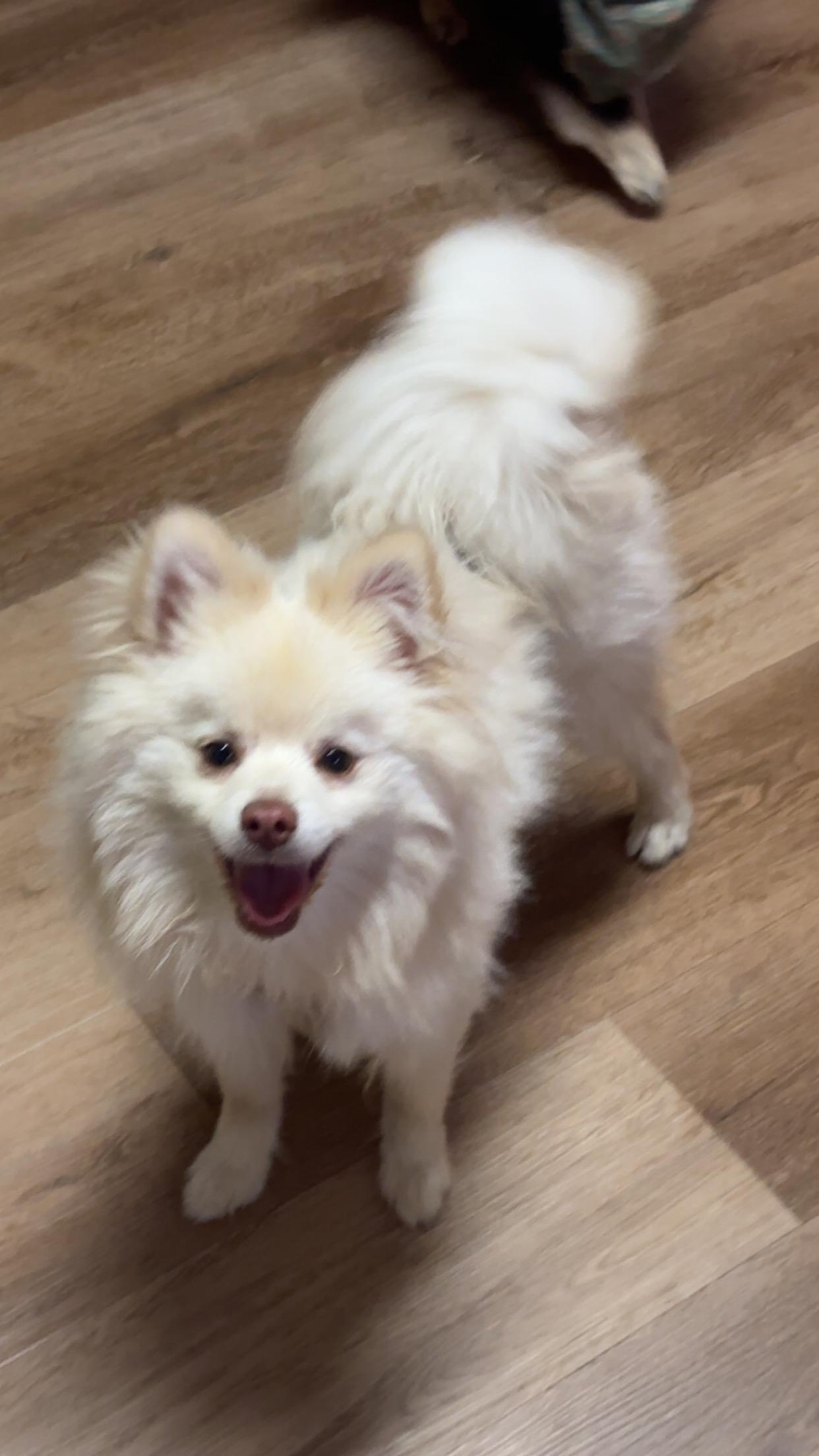 Enlarge TEDDY, a Adoptable mixed breed in ATASCADERO, CA image 4/6