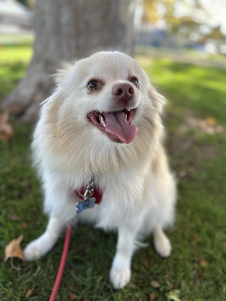TEDDY, Adoptable, Adult Male Pomeranian & American Eskimo Dog.