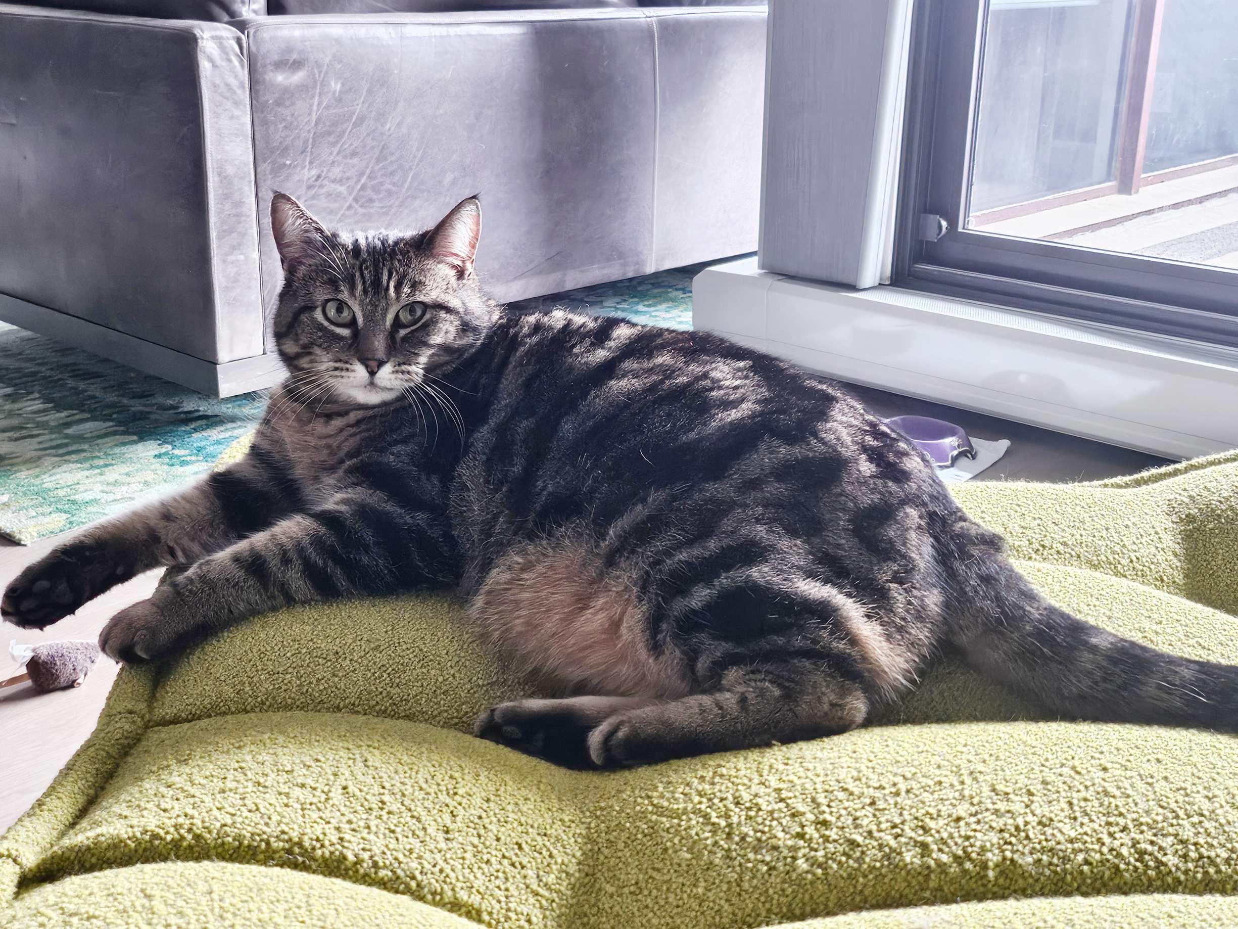 Ziggy, an adoptable Domestic Short Hair in Calgary, AB, T2E 3Z7 | Photo Image 3