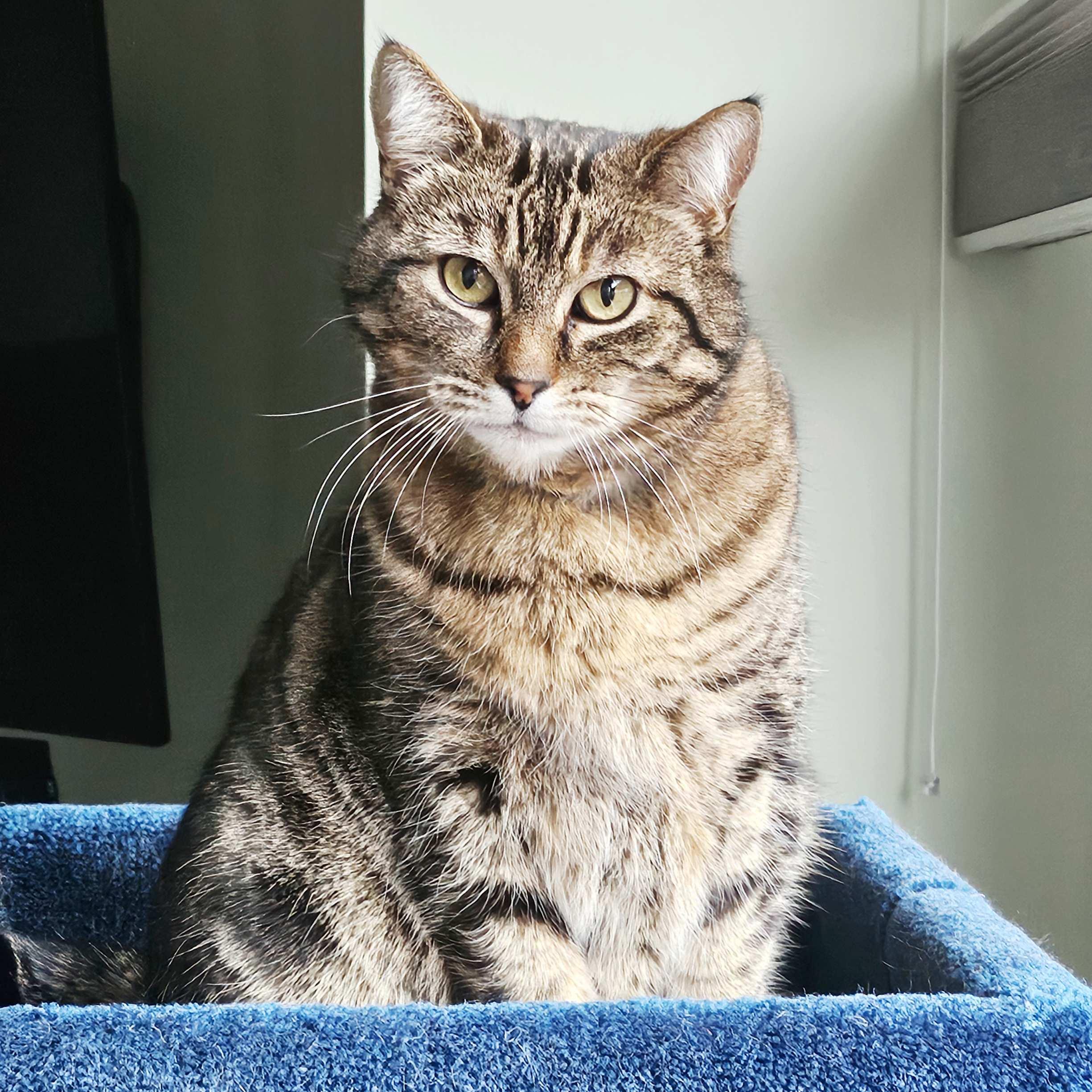 Ziggy, an adoptable Domestic Short Hair in Calgary, AB, T2E 3Z7 | Photo Image 1