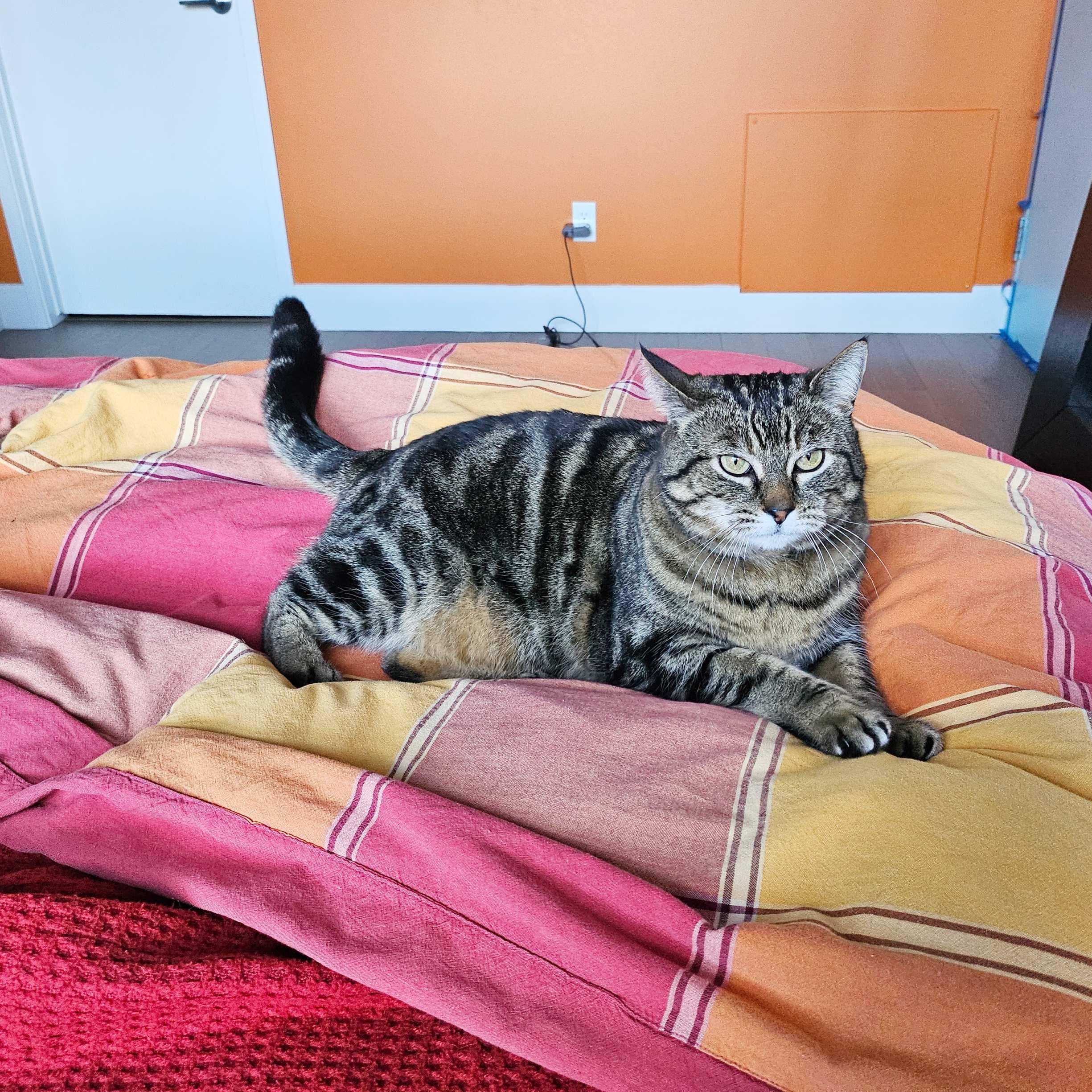 Ziggy, an adoptable Domestic Short Hair in Calgary, AB, T2E 3Z7 | Photo Image 2
